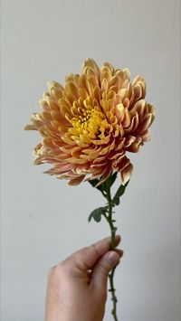 The term “mum” is short for chrysanthemum, and this plant is the largest commercially grown flower in the U.S., known as the “Queen of Fall Flowers,” according to FTD.