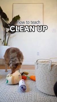 How To Teach Your Dog To Clean Up | Checkout Link In Bio For More Training