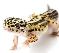 Leopard Gecko Care Sheet