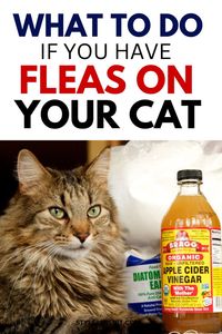 Cats are cherished members of our families, bringing joy, companionship, and sometimes a bit of mischief into our homes. However, like any family member, they can also face health challenges, one of the most common being fleas. Fleas are not just a nuisance; they can cause significant discomfort and health issues for your feline friend. Finding the best flea remedies is crucial for maintaining your cat's well-being. In this comprehensive guide, we will explore various flea treatments