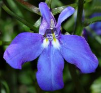 Macro of Lobelia erinus [Family: Campanulaceae]