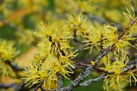 Noted for its fantastic fall attributes, Hamamelis virginiana (Virginian Witch Hazel) is an erect large, deciduous shrub or small tree, with sweetly-scented, pale yellow flowers in fall and early winter. Each flower consists of 4 golden ribbon-like, slightly-twisted, crinkled petals. Clustered along the arching branches, the flowers emerge when you least expect them and may linger on the branches into December.