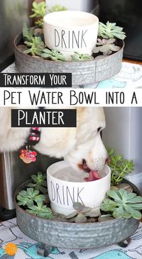 Turn your pet's water bowl into a super cute planter! This is genius - let the dog water the plants when he drinks. Uses pet friendly plants to create and succulent garden and DIY dog bowl in one. Works for cats too! Love this idea for a pet DIY project. #raedunn #pets #DIY #dogs #cats