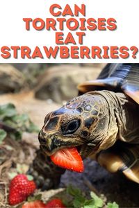 Turtle basking platform guide: Explore the world of can turtles & tortoises eat strawberries? A must-read for anyone curious about can turtles & tortoises eat fruits and their diet preferences.