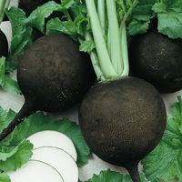 This 16th century European favorite, actually a large winter radish, can be traced far back into European history; this is one of the most ancient varieties of radish available. As well as being valued for its rather sharp flavor, it had various medical benefits. Black Spanish radishes certainly would have been found in the colonial gardens of early America.