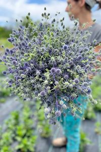 June is such a beautiful time of year here at our flower farm, with plenty of late spring flowers in bloom. Eryngium ‘Blue Glitter’ is a perennial that produces armloads of sift blue thistle-like flowers, giving a real wildflower vibe to our arrangements.