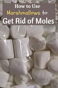 How to get rid of ground moles with marshmallows