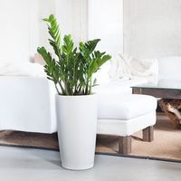 ZZ Plant Potted In Elegant Rondo White Planter | My City Plants