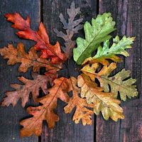 Oak leaves