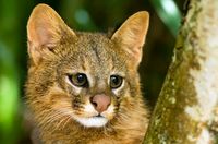 pampas cat