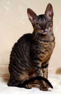 Credit to google lol This is the ref pic I used for my cornish rex! Feel free to do the same~ Please don't repost #wcue #warriorcatsultimateedition #wcuemorph #morph #morphinspo #morphinspiration #morphmaker #morphmaking #cats #warriorcats #roblox