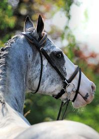 gelding | USA | 2001 | by Airdrie Apache out of Black Mona #thoroughbred #gelding #dominantwhite #colouredthoroughbred