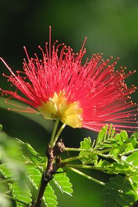 Mimosa Tree Flower - Calliandra eriophylla - Flickr - Photo Sharing!