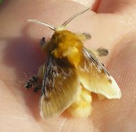 fuzzy  moths  | Fuzzy orange-y moth found in a spiderweb in Richmond, VA. Morning ...