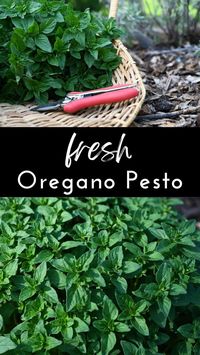 This is a must have in my garden fresh recipes! I love basil pesto, but my oregano is ALWAYS out of control! Wouldn't you know, oregano makes the most unbelievably delicious pesto?! Put it in mayo to dip fries into. Put it on pasta, or chicken sandwiches. Add it to a turkey sandwich. The options are endless on how to use it! You'll never regret trying it!