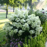 Bobo® Hardy Hydrangea (Paniculata)