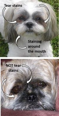 Grooming is an essential aspect of caring for any dog, but it is particularly crucial for Shih Tzu puppies. Known for their luxurious coats, Shih Tzus require consistent grooming from