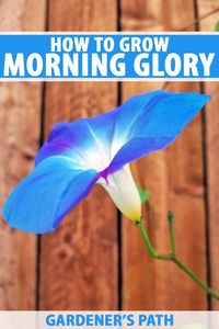 Of all the flowering vines, morning glory is among the most easily recognized and well-loved flowers out there. Easy to grow without much care or attention required, you can ensure the best blooms possible by reading our guide to growing morning glories on Gardener's Path. #floweringvines #morningglory #gardenerspath