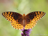 Aphrodite Fritillary (Speyeria aphrodite)