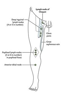 Lymphatic Drainage of The Lower Limb – Earth's Lab