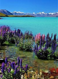 Lake Tekapo-New Zealand