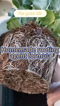 Transform your plant care routine with this homemade rooting agent! Combining the power of brown sugar, expired milk, yeast, and water, this natural tonic works wonders. Let it ferment for 15 days, and watch your cuttings thrive with stronger roots and faster growth. Perfect for eco-conscious gardeners! 🌿🌻 #PlantCare #DIYGarden #RootingAgent #OrganicGardening #SustainableLiving #GardeningHacks #GreenThumb #HomeGardener