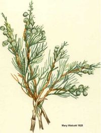 Botanical illustration branches and berries, Juniperus virginiana by Mary Walcott 1925.