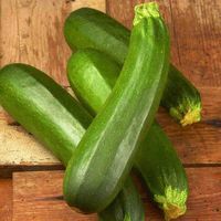 Dark Green Zucchini Seeds – Ferry-Morse Home Gardening | Since 1856