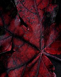 Deep Red Leaf 8 X 10 photograph fine art by AsteriskPhotoart