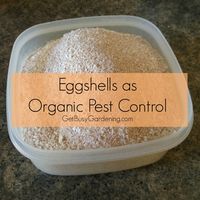 Eggshells as Organic Pest Control