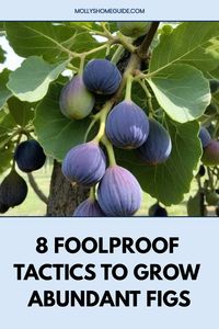 Discover the ultimate guide on how to grow figs in your own backyard. Learn the best practices for cultivating delicious, sweet figs right at home. From choosing the perfect location to proper watering and pruning techniques, this comprehensive guide covers everything you need to know to successfully grow fig trees. Whether you're a seasoned gardener or just starting out, these step-by-step tips will help you achieve a bountiful fig harvest.