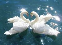 Love Swans