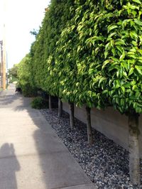 Pleached Portuguese laurel in Vancouver.: