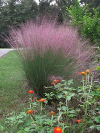 Muhlenbergia capillaris