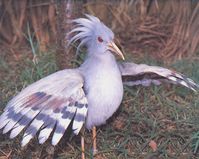 Kagu Bird of New Caledonia