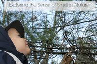 Exploring the sense of smell, exploring the 5 senses naturally. Great outdoor nature play activities for all five senses! #fivesenses #5senses #nature #getoutside #childhoodunplugged #scienceactivities