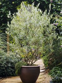 Growing Olive Tree in a Pot | How to Grow an Olive Tree in a Container