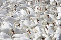 Flock of Swans