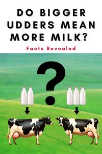 Discover the truth about cow udder size and milk yield. Learn what really affects production and why bigger isn't always better. Essential for dairy farmers.

#DairyFarming #CowUdders #MilkProduction