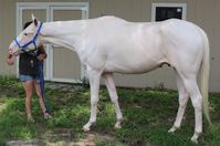 gelding | USA | 2014 | by Allamystique out of A La Moda #thoroughbred #gelding #dominantwhite #colouredthoroughbred #whitethoroughbred