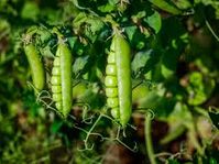 3 Main Types of Peas for Your Garden