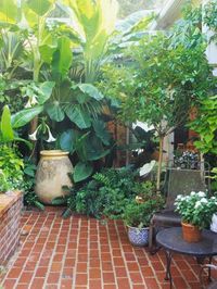 Moon to Moon: Small Jungle Style Gardens