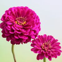 The Giant Double Violet Queen Zinnia seeds are an easy to grow, half-hardy annual variety zinnia flower. This flower produces magnificently large, dahlia-flowered blossoms in a rich, purple hue. Blooms grow on strong, tall plants. It will bloom freely from mid-summer until frost. *Both double and semi-double blooms will be produced.