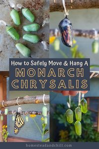 There may be times you need to assist with relocating or hanging a chrysalis. Come see how to safely do this! If you are feeling nervous about it, I hope my demonstration will help ease those worries. It is a delicate process, but very simple to do!