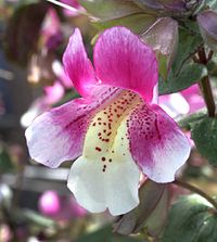 Mimulus naiandinus 'Mega' “Blushing Monkeyflower”