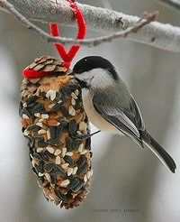 Pinecone bird feeders ~ smear with peanut butter, roll in birdseed and hang with a pipecleaner