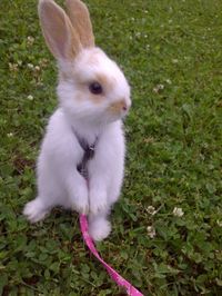 bunny bunny bunny out for a walk