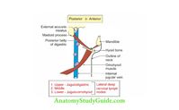 Deep Structure in the Neck Anatomy Notes And Important Questions With Answers - Anatomy Study Guide