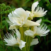 Pecteilis cochinchinensis