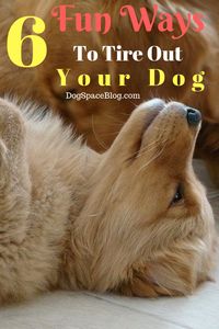 6 Fun Ways to Tire Out Your Dog. ways to tire out your puppy. tire out your dog toys tire out dog indoors. fun dog games ideas.dog tired funny. #dogtraining #dogs